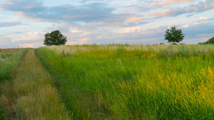 Obraz na płótnie Canvas Road in green field at sunset.