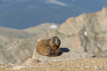 Yellow-bellied Marmot
