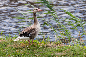 Graugans Greylag goose (Anser anser) spaziert durch das Gras