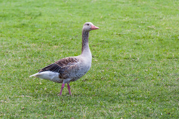 Naklejka na ściany i meble Graugans Greylag goose (Anser anser) spaziert durch das Gras