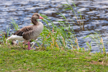 Graugans Greylag goose (Anser anser) spaziert durch das Gras
