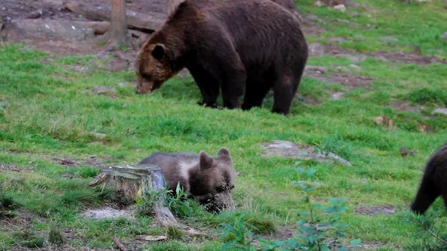 Wild living brown bears in Finland near the Russian border