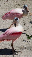 Roseate spoonbill birds