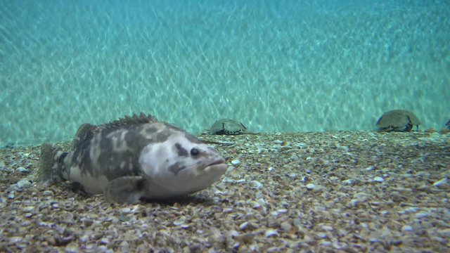 4K Wolf fish and another exotic creatures moving on the bottom