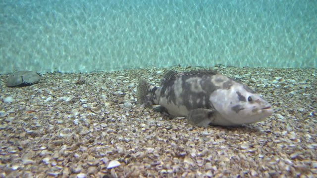 4K Wolf fish and another exotic creatures moving on the bottom