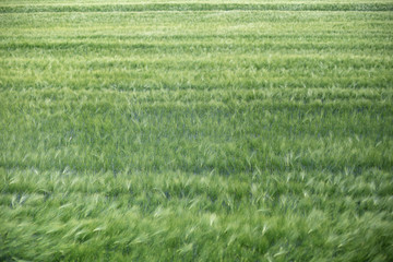 Obraz na płótnie Canvas Green wheat field