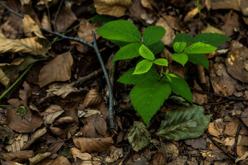 Last green plant
