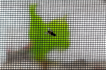 Eine Fliege sitzt auf einem Insektenschutznetz