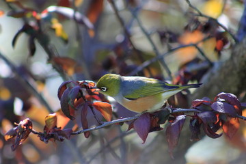 Silver-eye in autumn garden