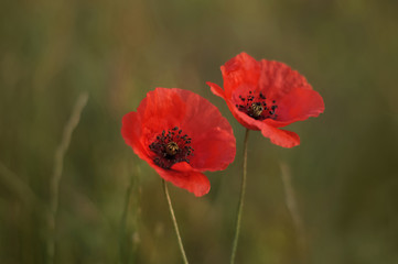 Red poppies	