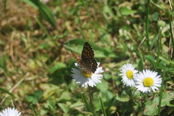 Butterfly on a daisy