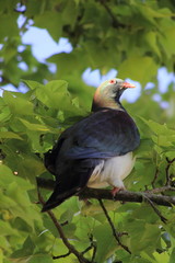 Close up of a Kereru