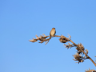 Sparrow against Blue Sky
