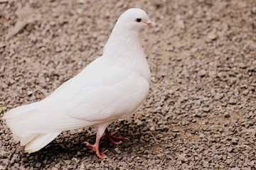 Close up of White Dove