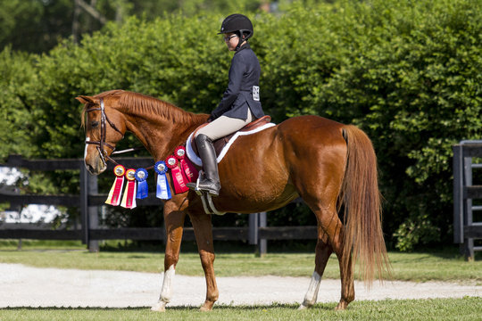 Proud rider on her chestnut horse