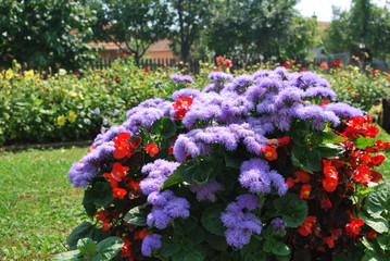 Garden of purple and red flowers
