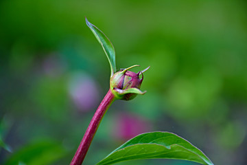 Unblown red peony flower/Marco, Nature, flowers, Russia, Moscow region, Shatura