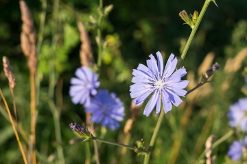 Purple flower. Slovakia
