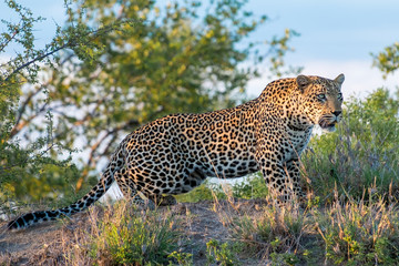 Djuma Leopard
