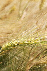 Detail of the Barley Spike