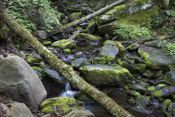 Catskill Mountain Brook and Fallen Trees