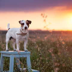 Dog at summer