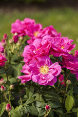 Fototapeta premium Rosa Gallica 