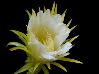 dragon fruit flower on black background