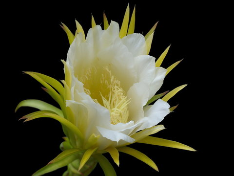 Fototapeta dragon fruit flower on black background