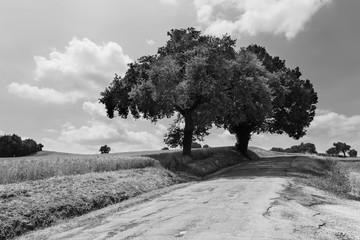 Country road and fields in black and white