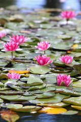 Water Lillies (Nymphaeaceae)