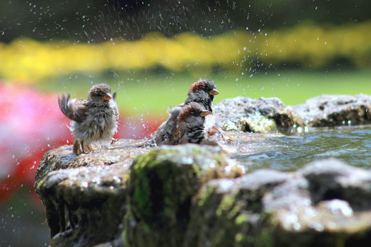 Sparrows Bathing