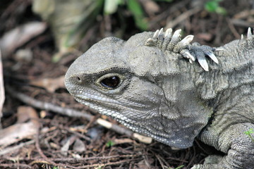 Tuatara