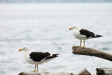 Pair of Southern black-backed gull