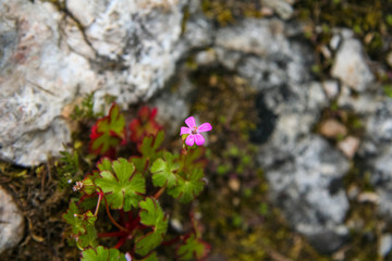 A flowerbed with flowers