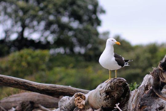 Southern black-backed gull