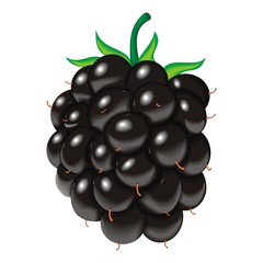 blackberry