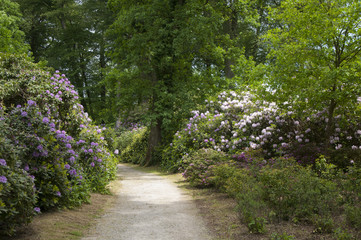 Rhododendron park way