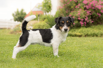 Jack Russell Terrier R&uuml;de - Standbild - 2,5 Jahre alt