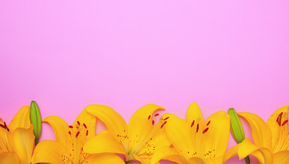 Yellow flowering buds of a lily