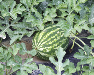 Watermelon in the garden of a farmer in the Mediterranean countr