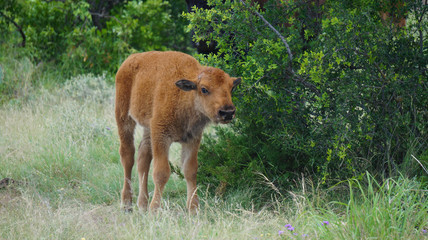 Bison Calf