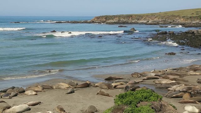 Northern Elephant seal colony. Colony of wild Elephant Seals (Mirounga angustirostris). California, Pacific Coast, Cambria, Piedras Blancas beach.