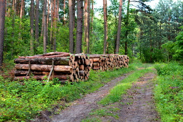 kłody drewna sosnowego w lesie - obrazy, fototapety, plakaty