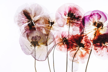 Obraz premium wysuszone kwiaty