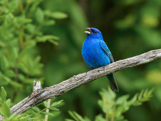 Indigo Bunting Singing