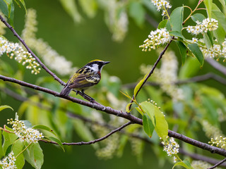Chestnut-sided Warbler