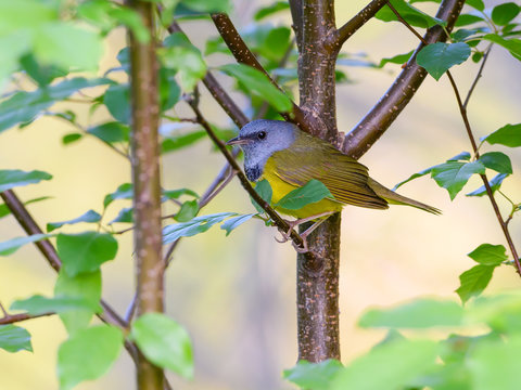 Mourning Warbler