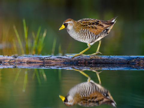 Sora Rail or Sora Crake with Reflection