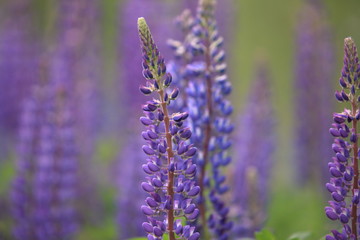 Fototapeta premium prächtig blühende lila Lupine